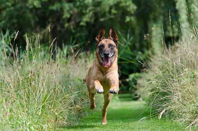 Comment apprendre le rappel à son chien ?