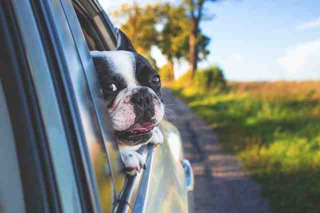 Comment calmer la respiration d'un chien ?