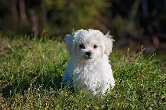 Comment dort un chien la nuit ?