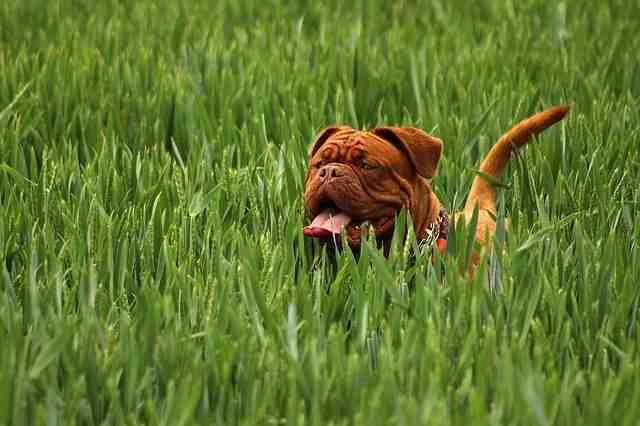 Comment dresser son chien à la maison ?