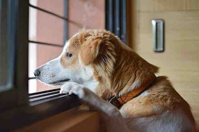 Comment dresser son chien tout seul ?