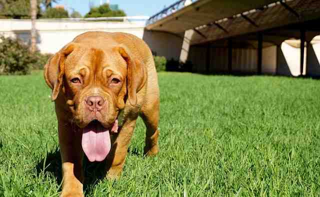 Comment faire obéir son chiot de 2 mois ?