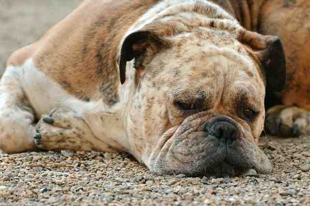 Comment faire pour que son chien ne s'ennuie pas ?