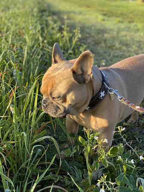 Comment garder son chien au frais ?