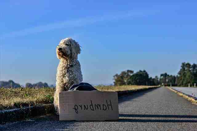 Comment jouer avec son chien sans jouet ?