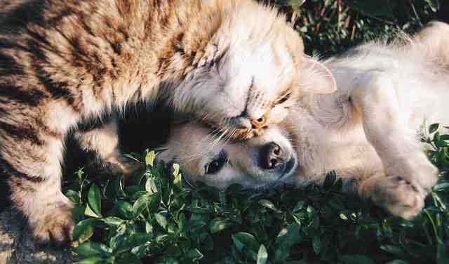 Comment occuper son chien ?