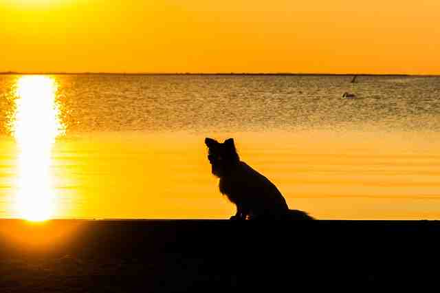 Comment occuper son chien le soir ?