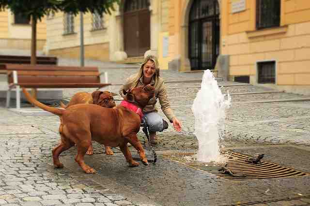 Comment protéger son chien de la fraicheur ?