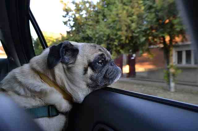 Comment rafraîchir mon chien en voiture ?