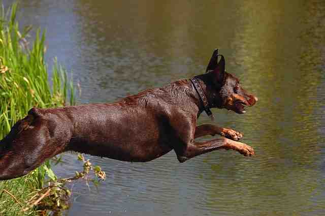 Comment savoir si mon chien a trop chaud ?