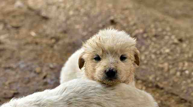 Comment savoir si notre chien a trop chaud ?