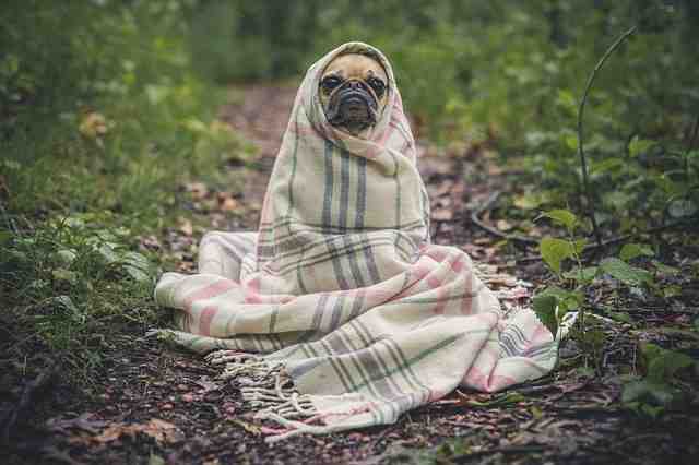 Est-ce qu'un chien à chaud ?