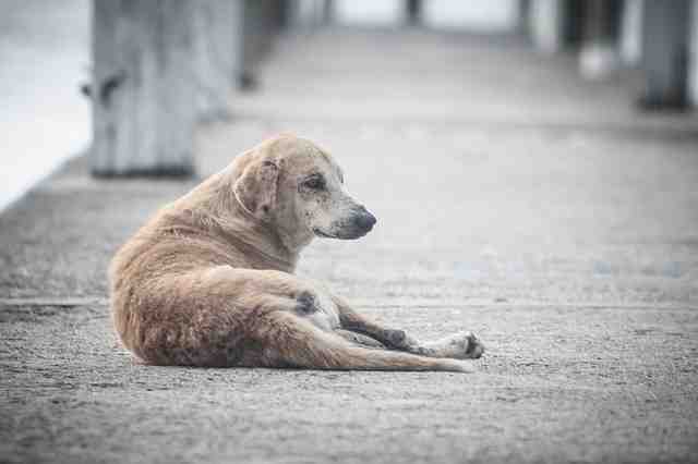 Est-ce qu'un chien peut rester seul la journée ?