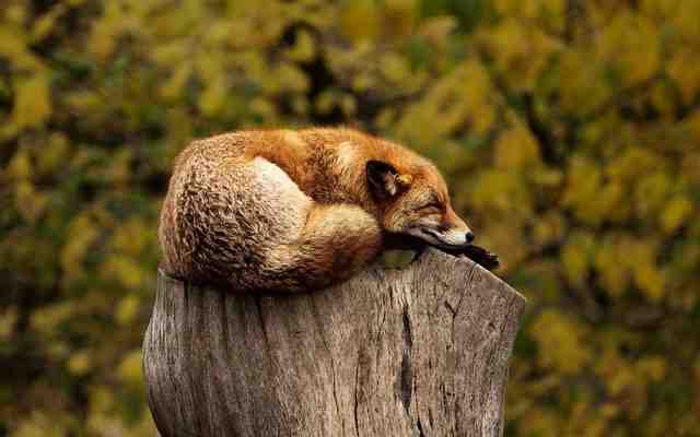 Pourquoi dresser un animal ?