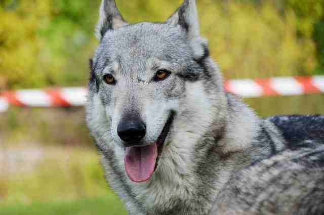 Quand commencer à laisser son chiot seul ?