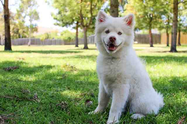 Quand promener son chien quand il fait chaud ?