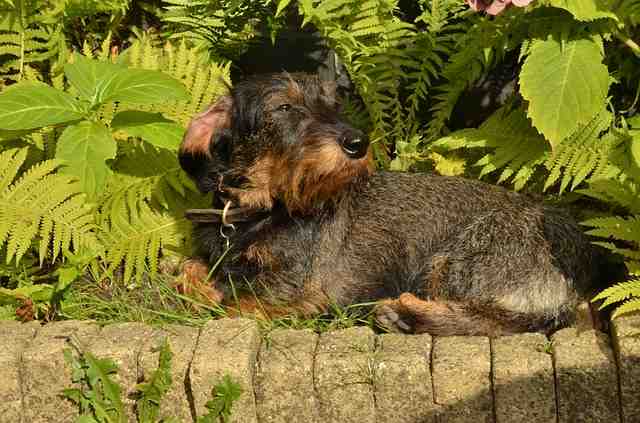 Quel sont les chiens qui supportent plus la chaleur ?