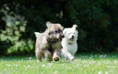 Quels jeux pour occuper son chien ?